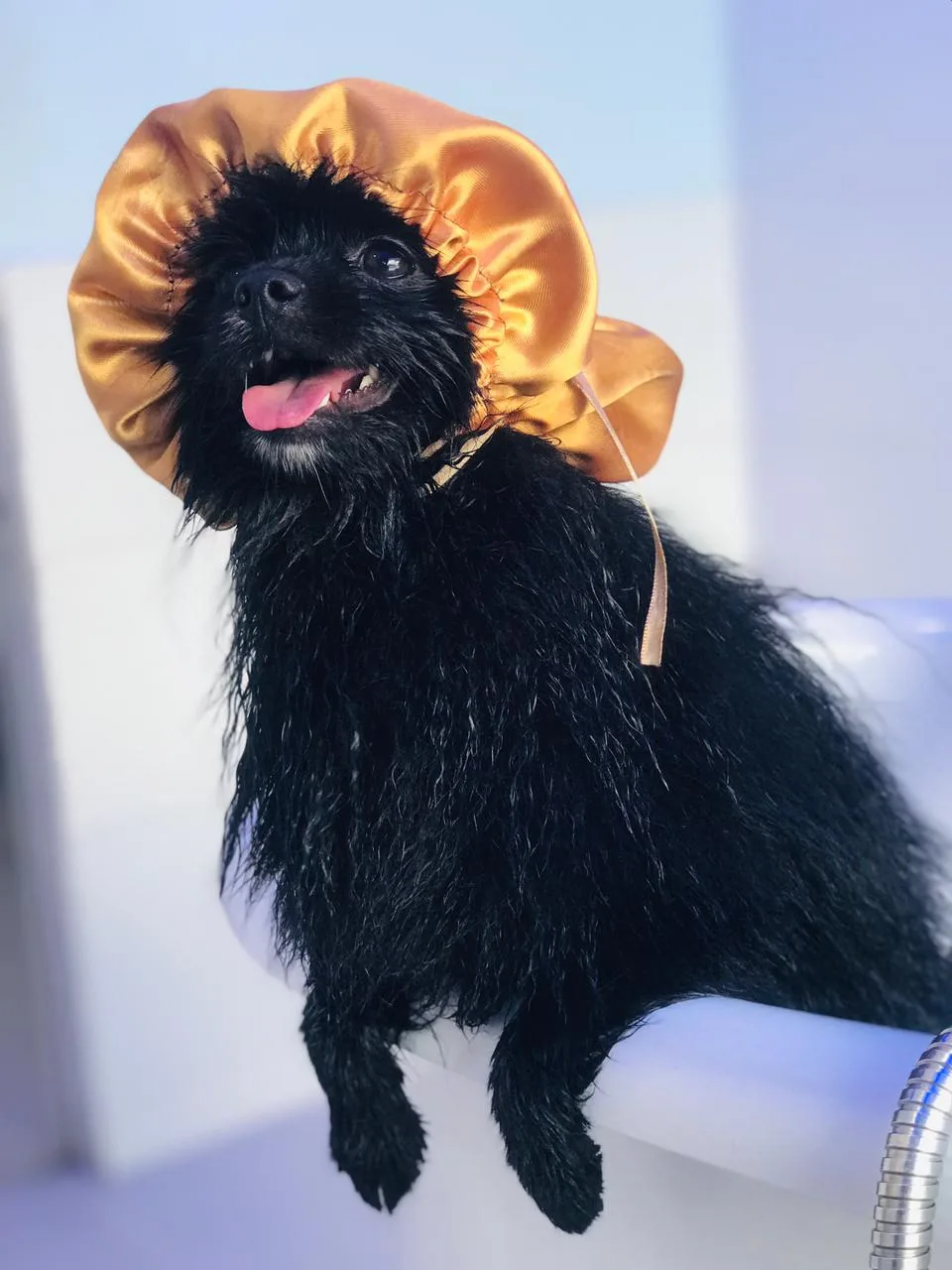 Pet atendido no Lírios Vet Spa em Boa Viagem, Recife
