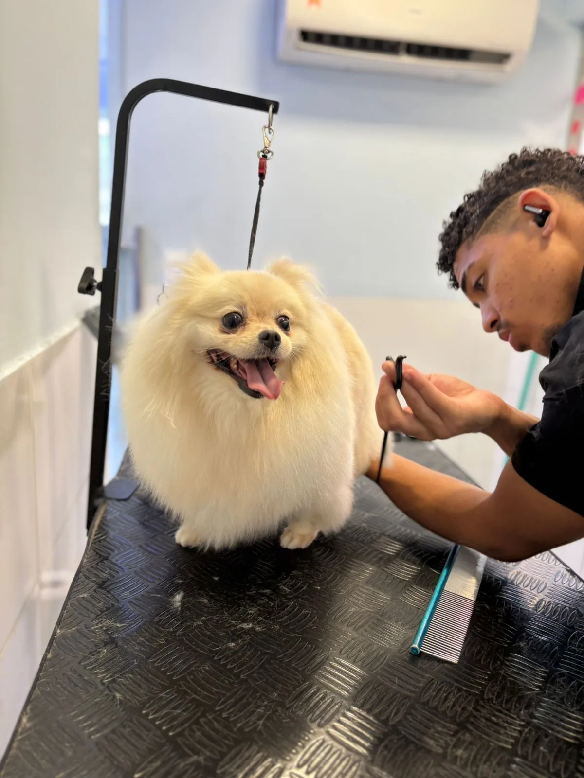 Pet atendido no Lírios Vet Spa em Boa Viagem, Recife