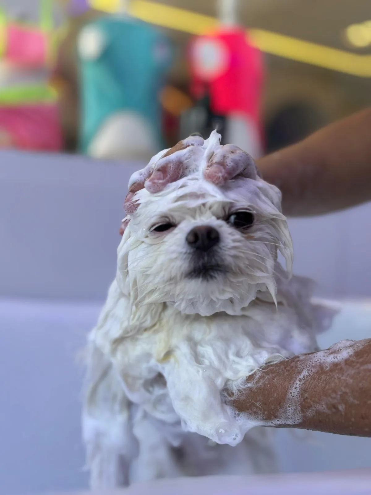 Pet sorridente após atendimento no Lírios Vet Spa